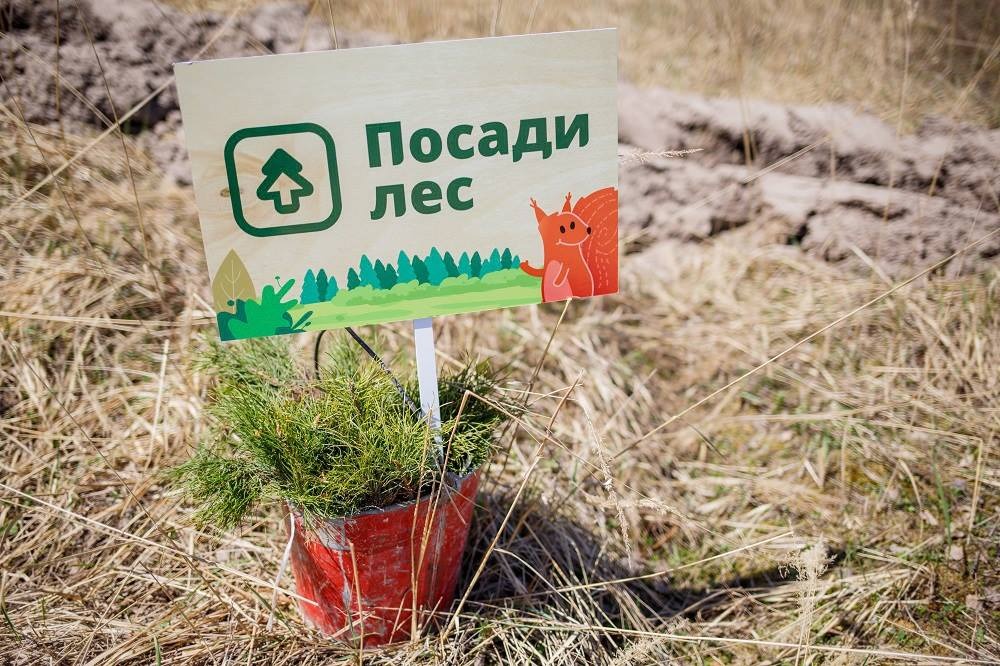 Посади лес. Посади лес.