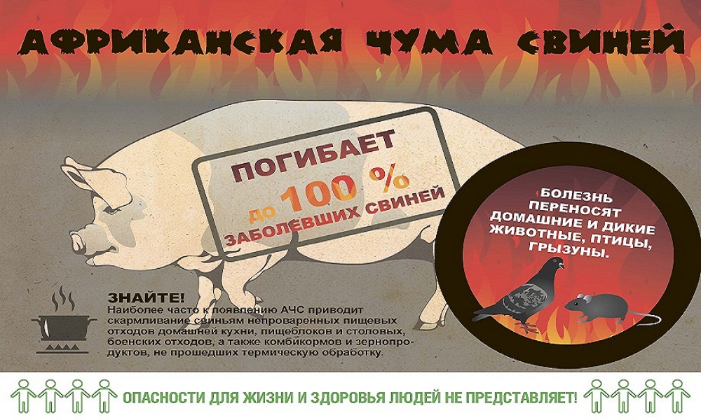 Памятка для населения. Африканская чума свиней. Памятка для населения. Африканская чума свиней.
